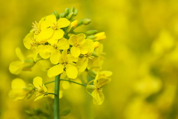Kolza tohumu çiçek — Stok fotoğraf