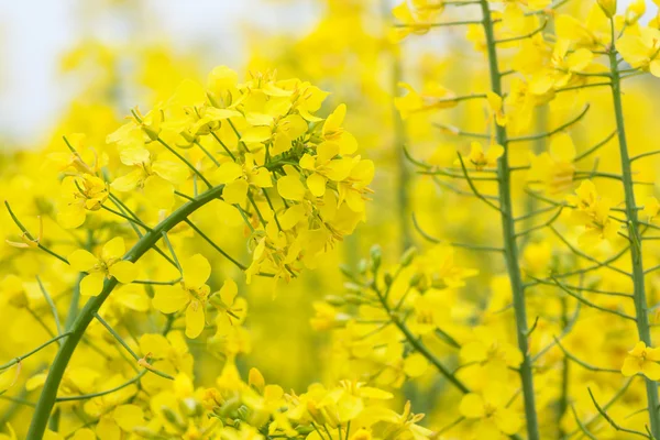 Fiore di colza — Foto Stock