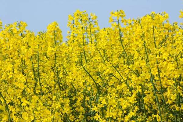 Rapeseed flower — Stock Photo, Image