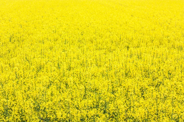 Campo de colza — Fotografia de Stock