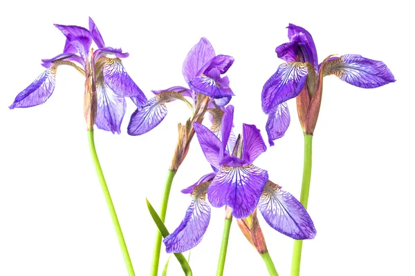 Iris blu — Foto Stock