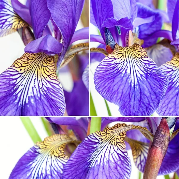 Flowers irises — Stock Photo, Image