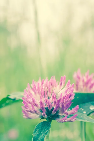 Kleeblume — Stockfoto