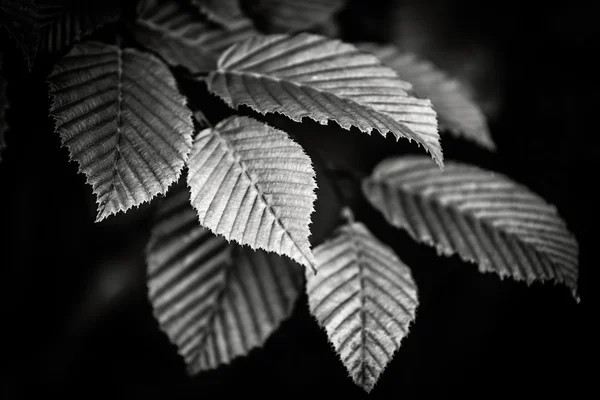 Ασπρόμαυρα φύλλα — Φωτογραφία Αρχείου