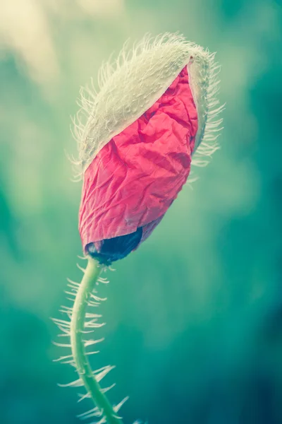 Rood wier — Stockfoto