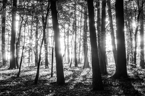 Licht in het bos — Stockfoto