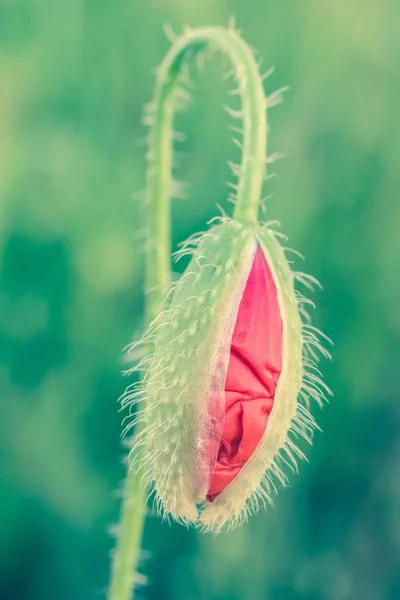 Red weed — Stock Photo, Image