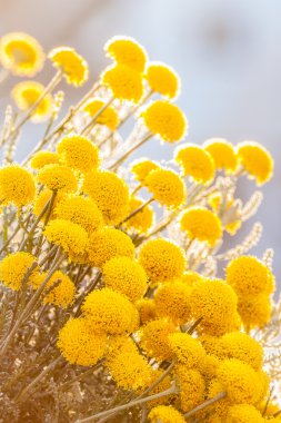 santolina chamaecyparissus