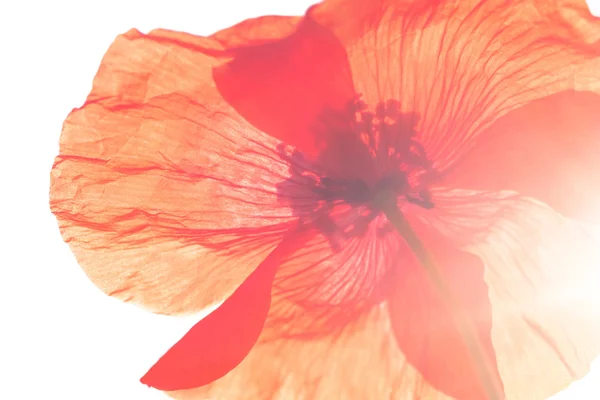 Papaver — Stockfoto