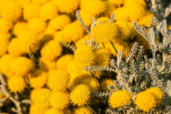 Santolina chamaecyparissus — Foto Stock