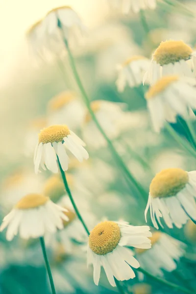 Vintage daisy — Stockfoto