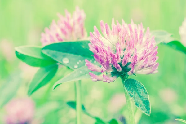 Clover flower — Stock Photo, Image