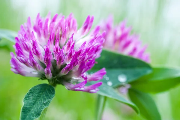 Flor de trébol — Foto de Stock