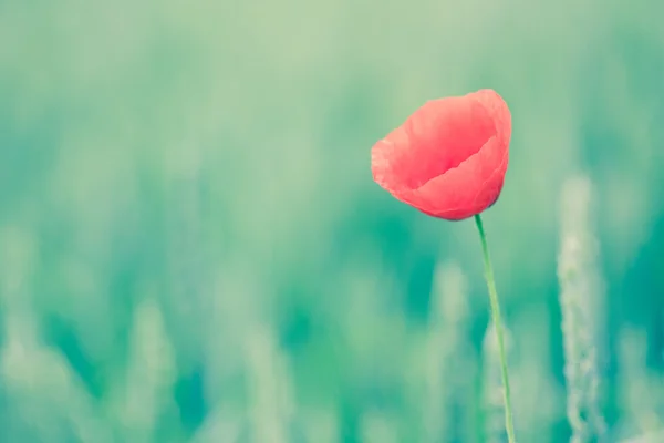 Fiore di papavero — Foto Stock