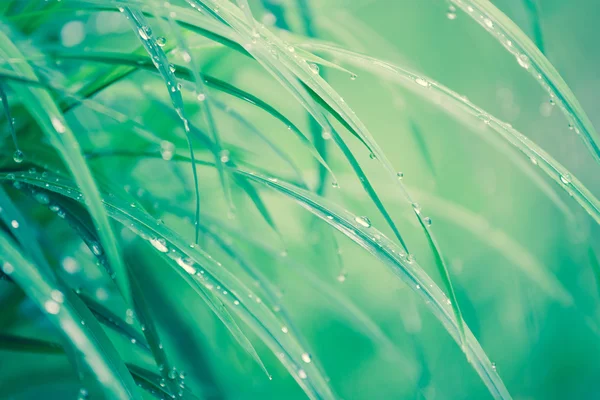 Çiğ ciğeri üzerinde