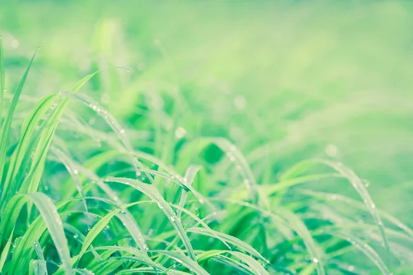 Rosée du matin sur l'herbe — Photo