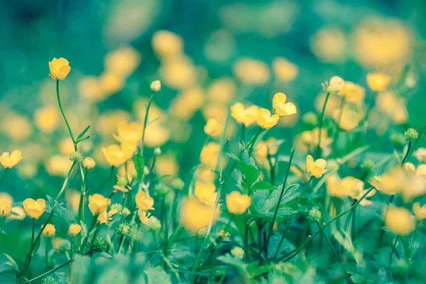 Gele bloemen Ranunculus repens — Stockfoto