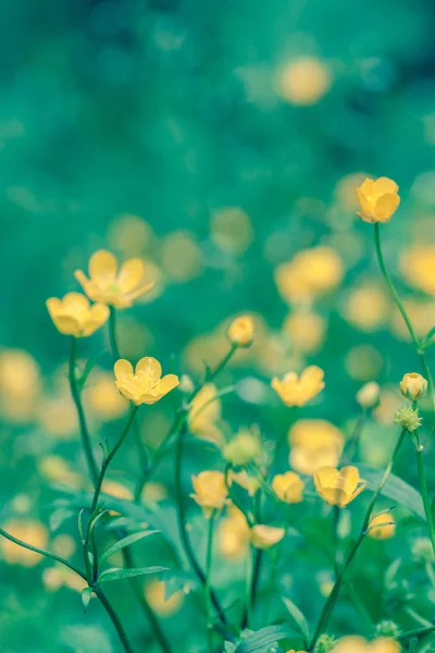 Gele bloemen Ranunculus repens — Stockfoto