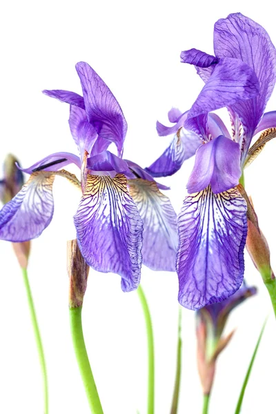 Iris blu — Foto Stock