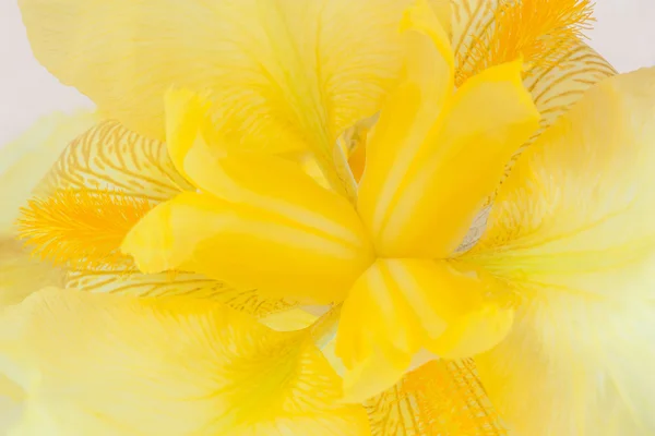 Iride gialla — Foto Stock