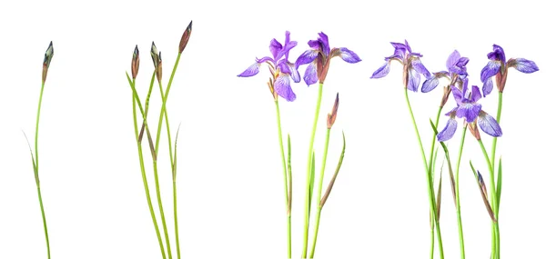 Blaue Iris — Stockfoto