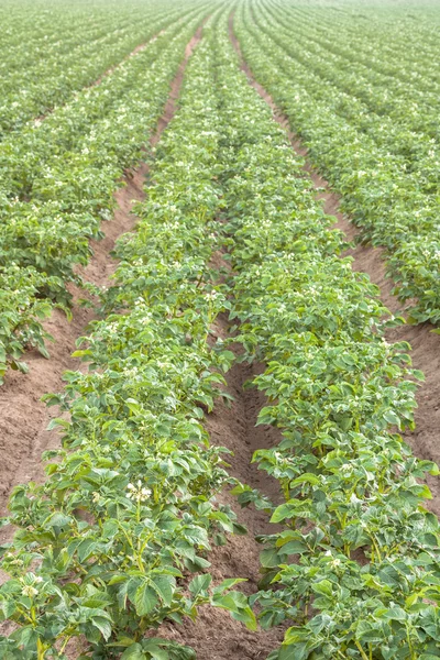 Potato field — Stock Photo, Image