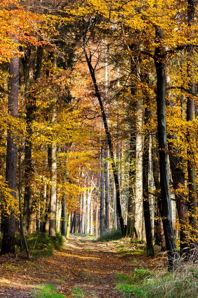 Pěší cesta — Stock fotografie