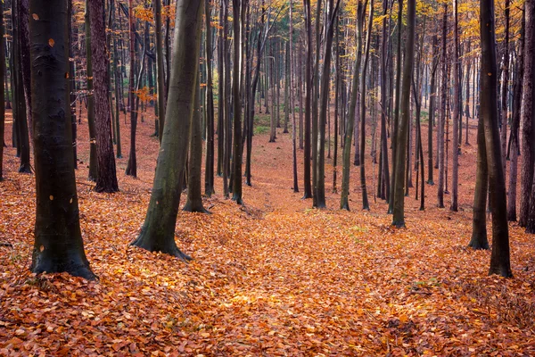 Pěší cesta — Stock fotografie