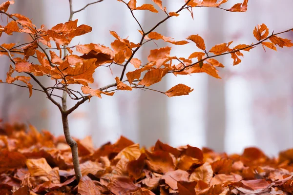 Sonbahar renk kayın — Stok fotoğraf
