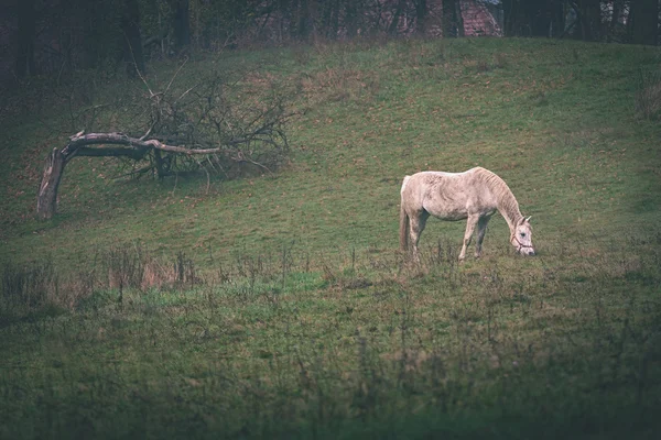 Koń — Zdjęcie stockowe