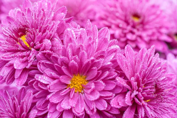 Flowers purple — Stock Photo, Image