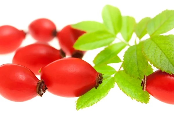 Rosehip berries with green leaves — Stock Photo, Image