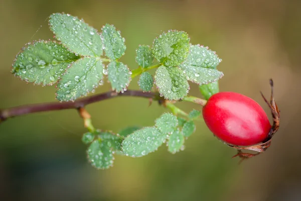 Rosehip — Stock Photo, Image