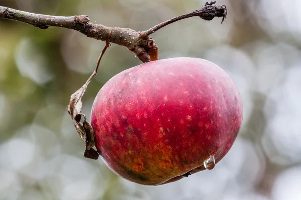 Manzana roja —  Fotos de Stock