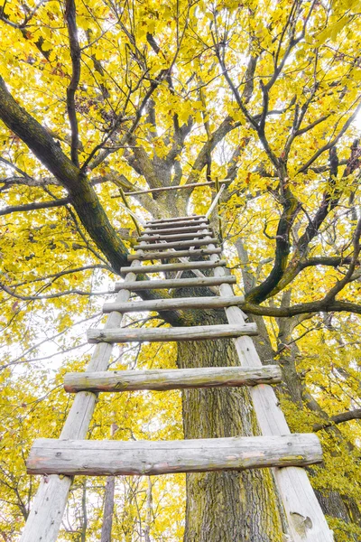 Hög hud — Stockfoto