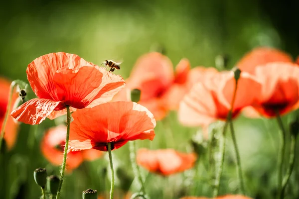 Rode papaver — Stockfoto