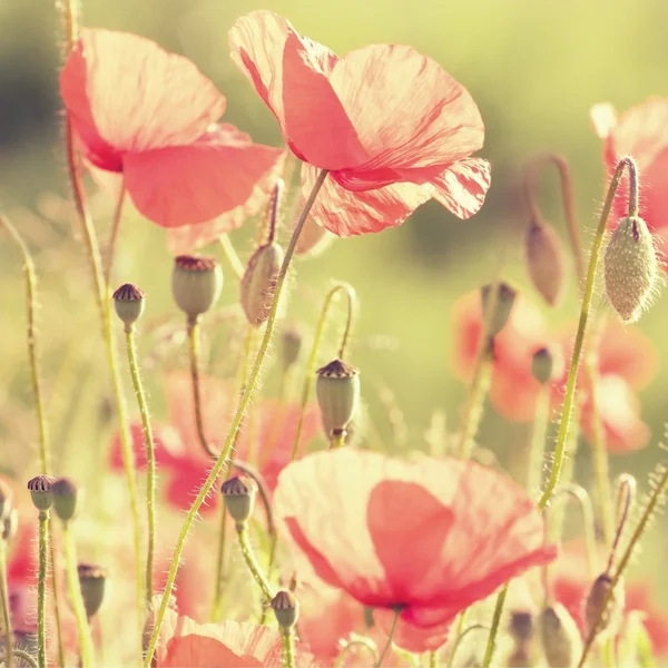 Poppy bloemen — Stockfoto