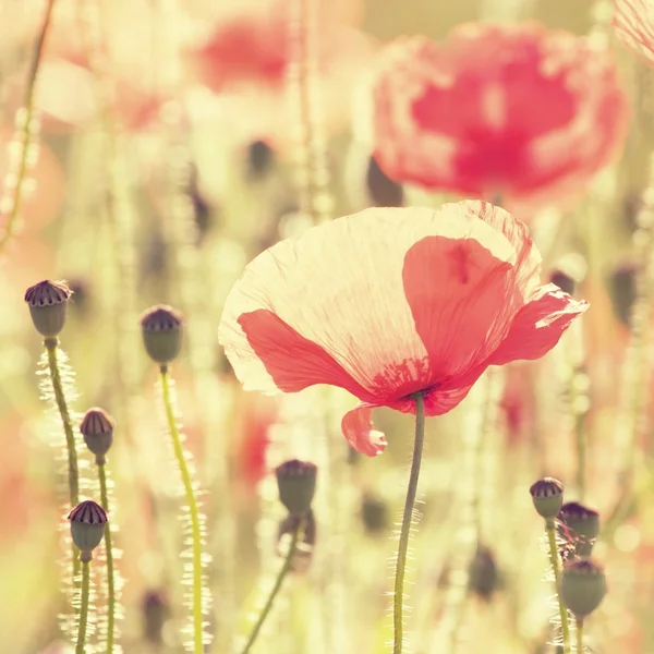 Fiori di papavero — Foto Stock