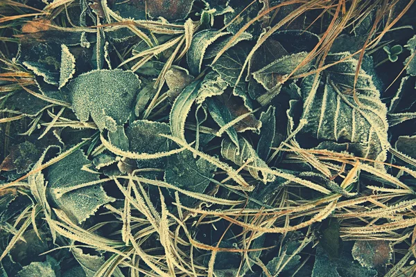 葉と霜 — ストック写真