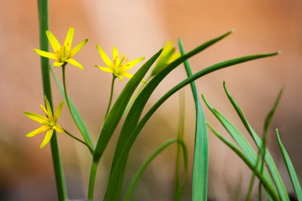 Gagea villosa — Stockfoto