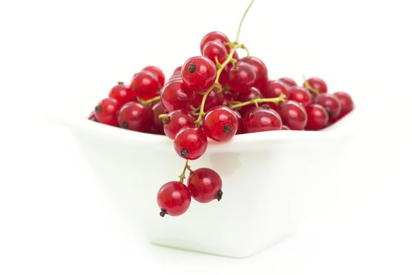 Currants in a white bowl — Stock Photo, Image
