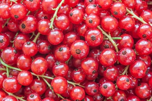 Grosella roja — Foto de Stock