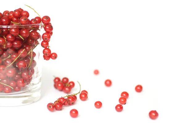 Red currants — Stock Photo, Image