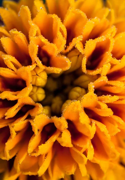 Marigold — Stockfoto