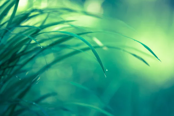 Gras close-up — Stockfoto