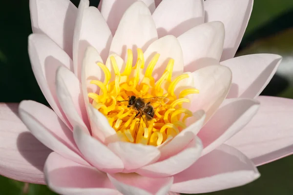 Lily and bee — Stock Photo, Image