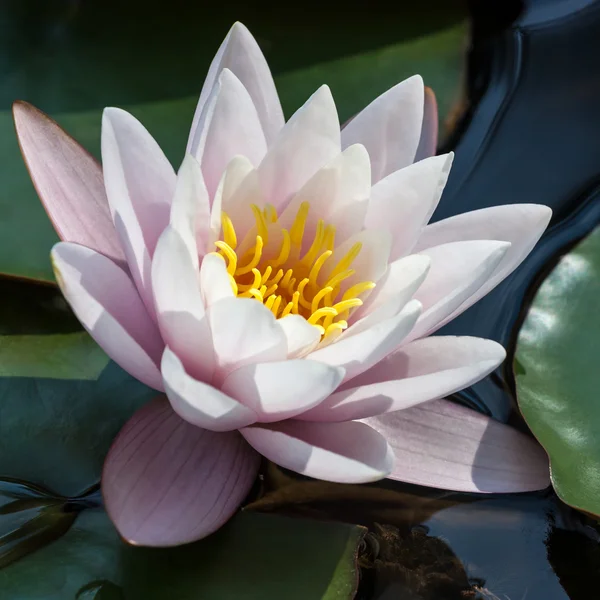 Waterlily — Stock Photo, Image