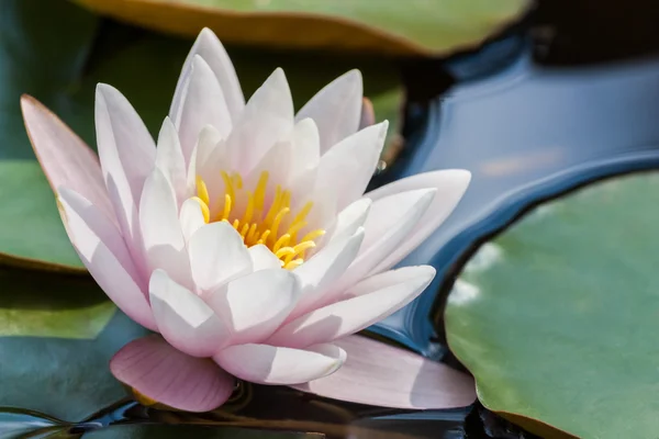 Waterlily — Stock Photo, Image