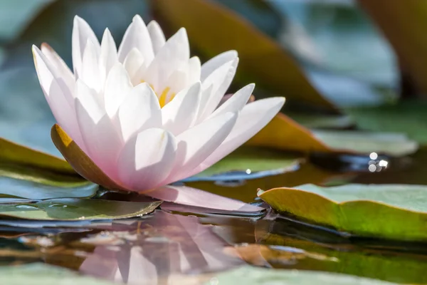 Waterlily — Stock Photo, Image