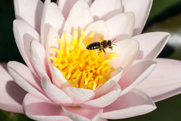 Lily och bee — Stockfoto